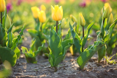 Photo of Field with fresh beautiful tulips. Blooming spring flowers
