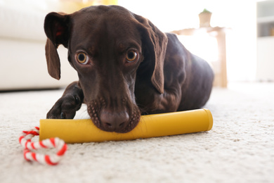 Photo of Cute German Shorthaired Pointer dog playing with toy at home
