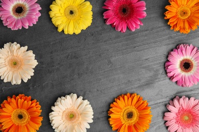 Photo of Composition with beautiful bright gerbera flowers on grey background, top view. Space for text