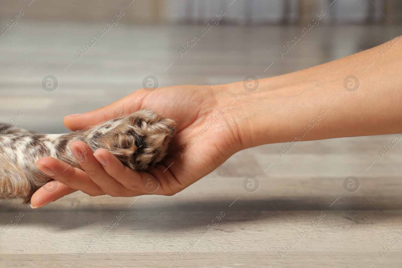 Photo of Woman holding dog's paw indoors, closeup view