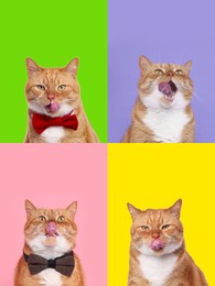 Image of Cute red cat showing tongue, collection of photos on different colors backgrounds