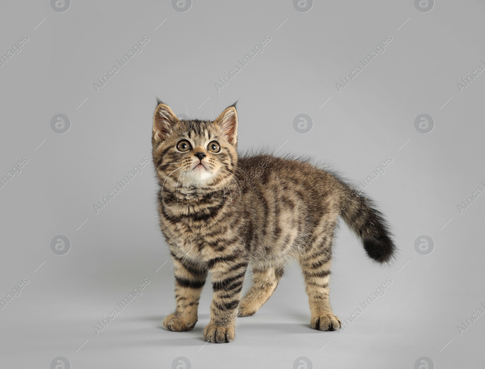 Photo of Cute tabby kitten on light grey background. Baby animal