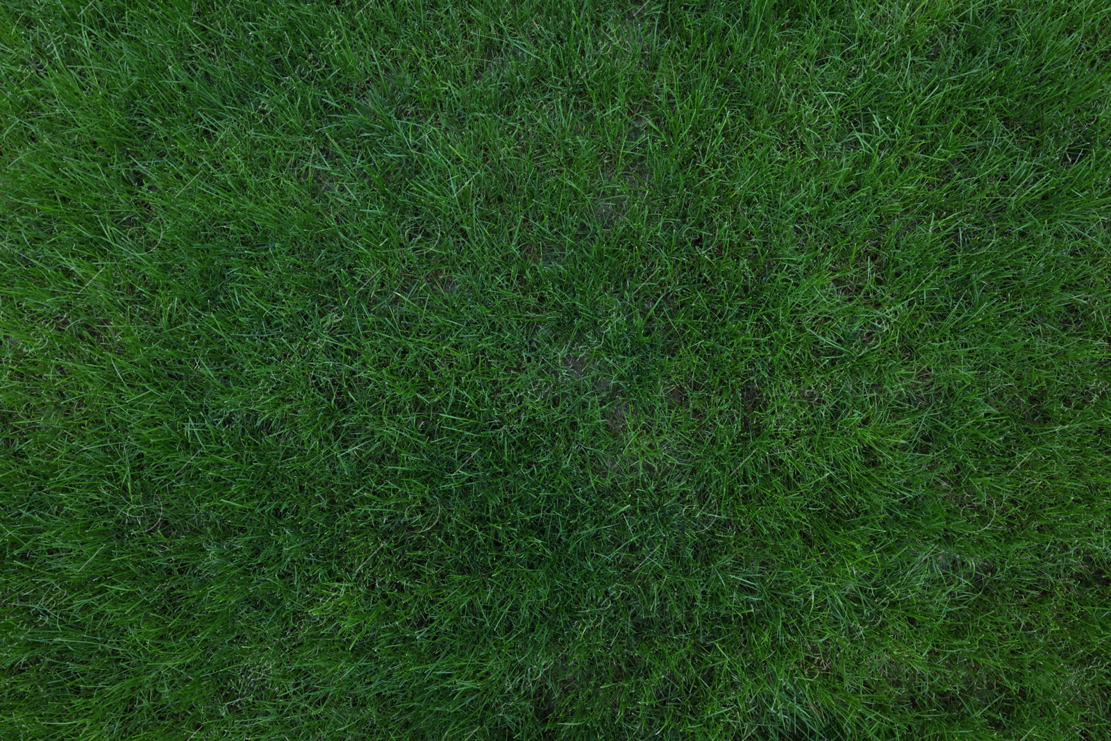 Photo of Fresh green grass growing outdoors on summer day, top view