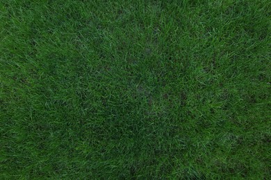 Photo of Fresh green grass growing outdoors on summer day, top view