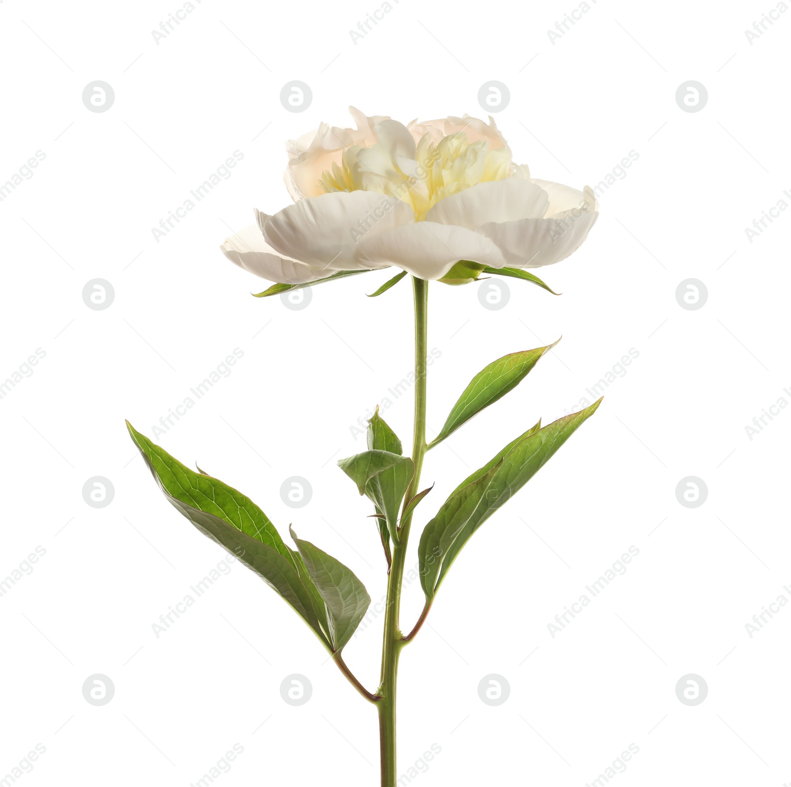 Photo of Fragrant peony on white background. Beautiful spring flower