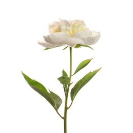 Photo of Fragrant peony on white background. Beautiful spring flower