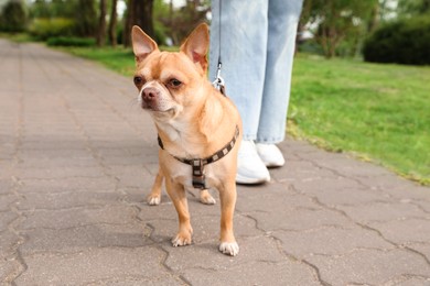 Photo of Owner walking with her chihuahua dog in park, closeup