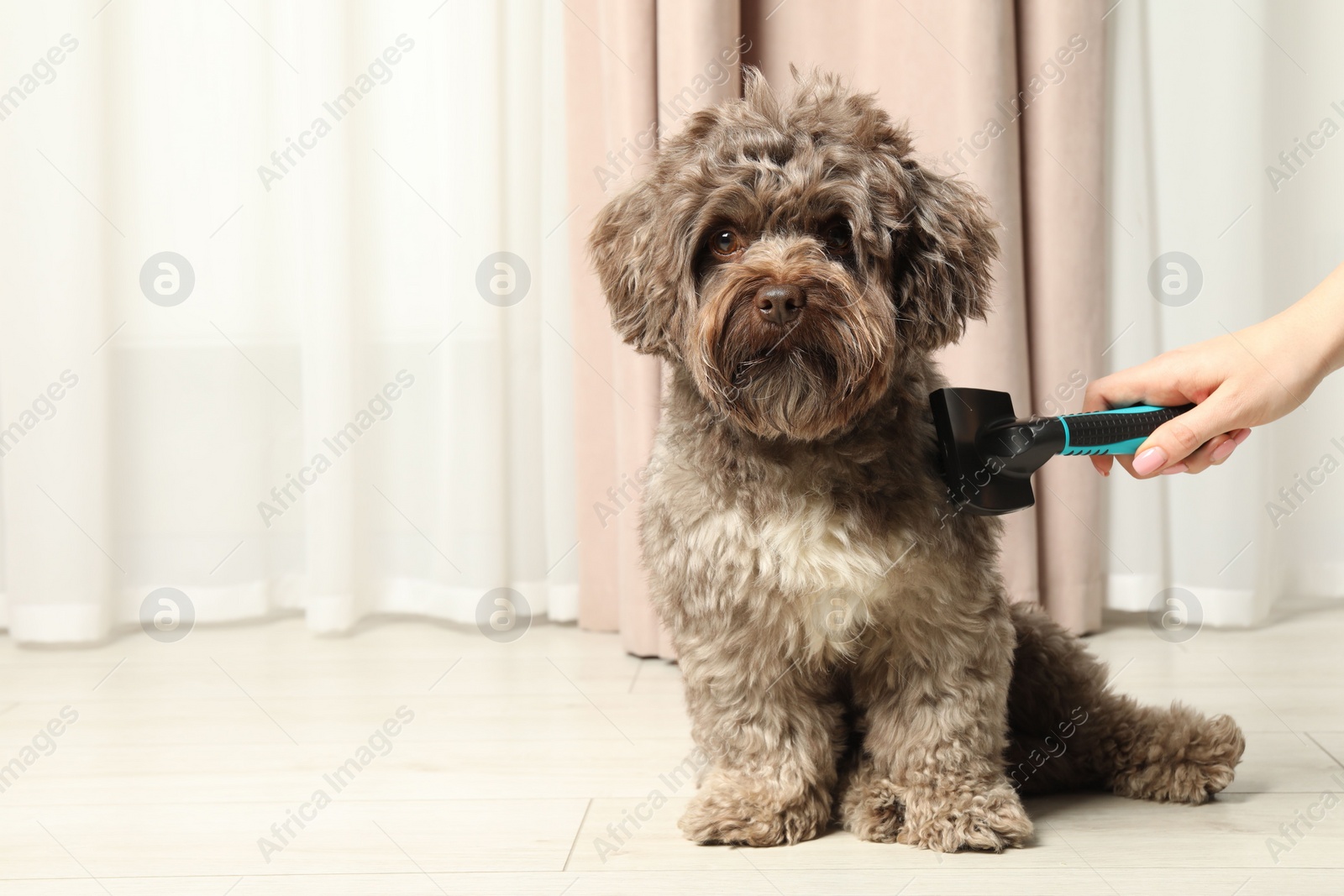 Photo of Woman brushing her cute Maltipoo dog at home, closeup. Space for text. Lovely pet