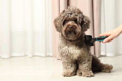 Woman brushing her cute Maltipoo dog at home, closeup. Space for text. Lovely pet