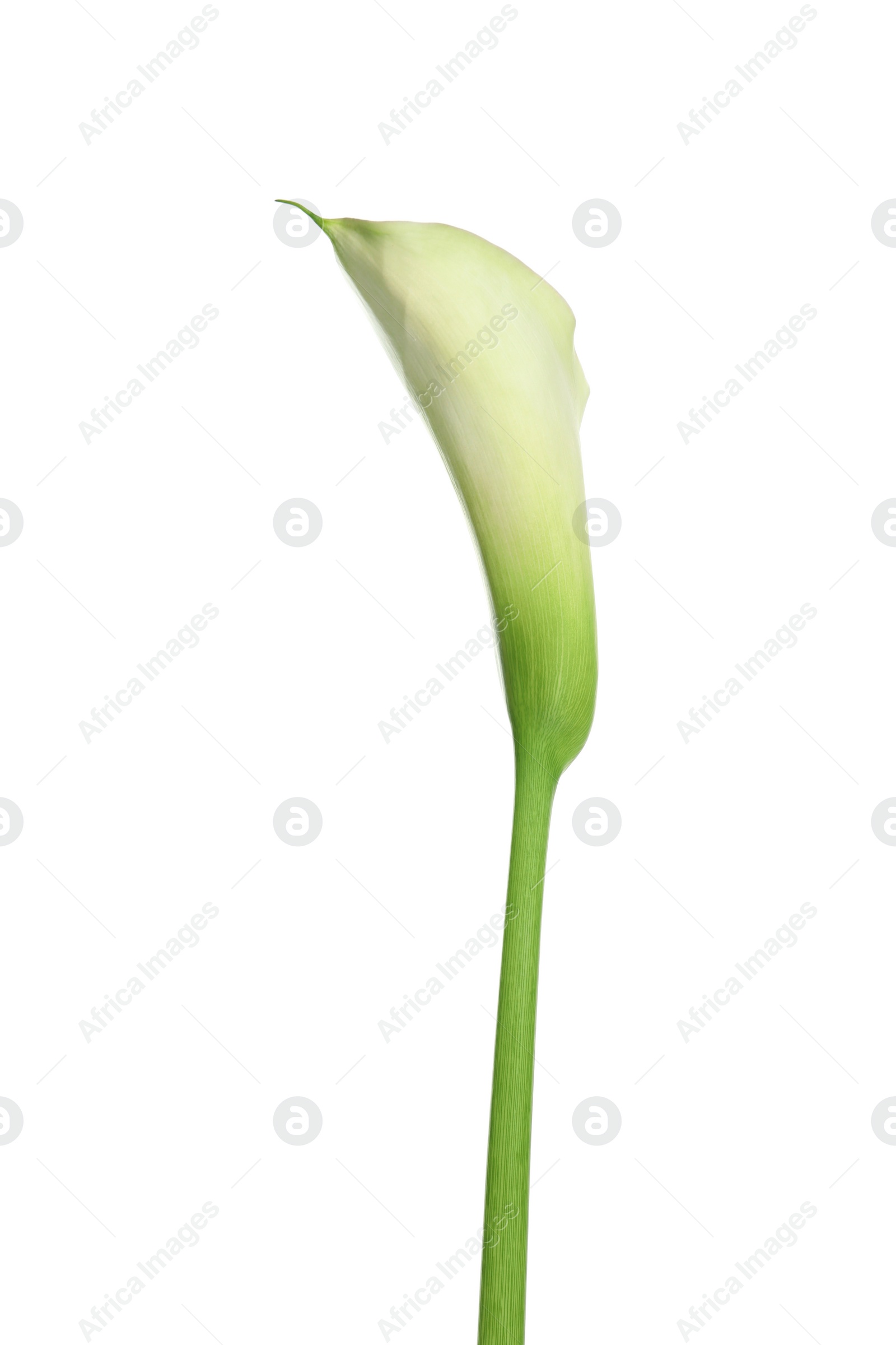 Photo of Beautiful calla lily flower on white background