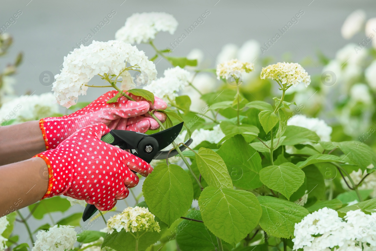 Photo of Woman in gardening gloves pruning hydrangea bush with secateurs outdoors, closeup