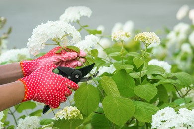 Woman in gardening gloves pruning hydrangea bush with secateurs outdoors, closeup