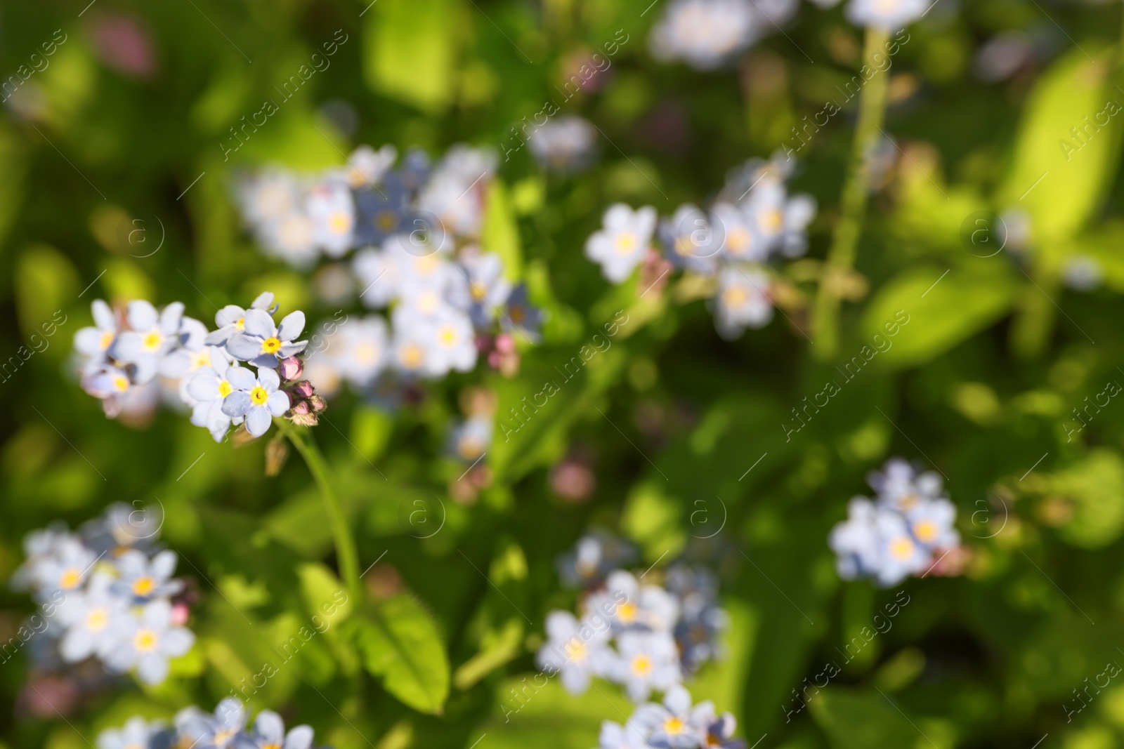 Photo of Beautiful forget-me-not flowers growing outdoors. Spring season