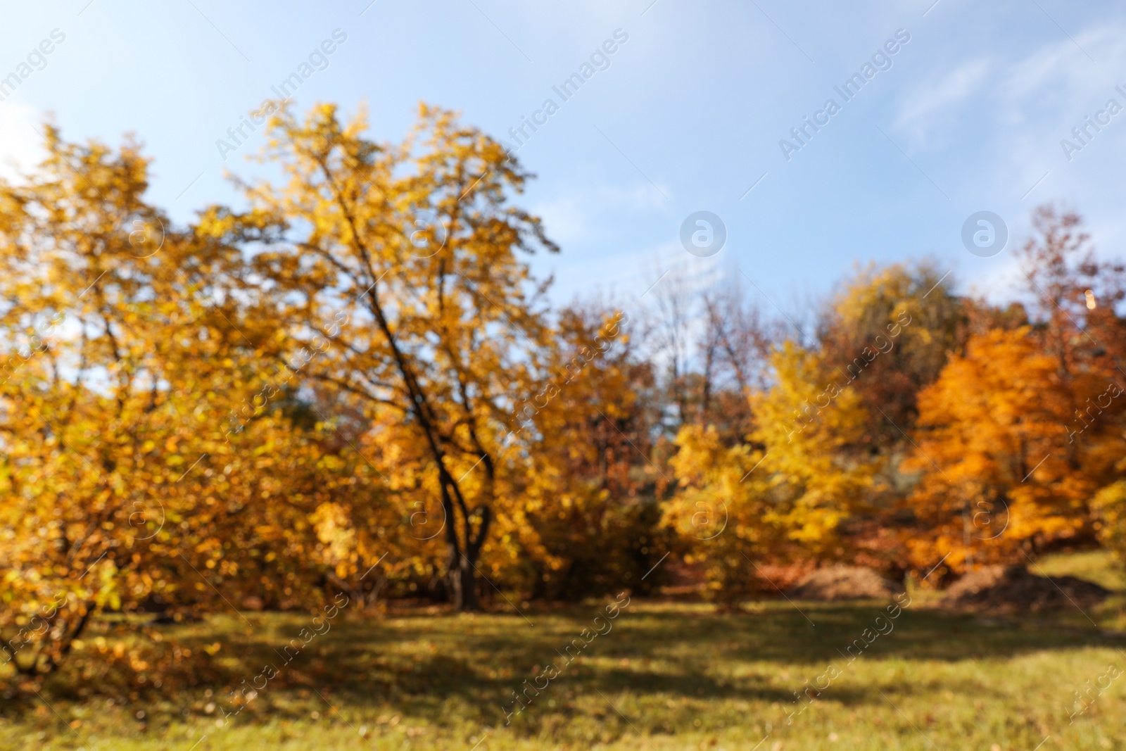 Photo of Beautiful trees with bright leaves in park, blurred view. Autumn season