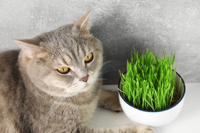 Photo of Cute cat near fresh green grass on white surface