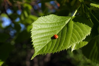Photo of Tiny ladybug on fresh young green leaf outdoors, closeup
