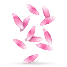 Image of Pink lotus flower petals falling on white background