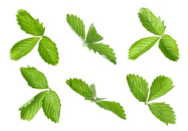 Image of Set with bright green wild strawberry leaves isolated on white