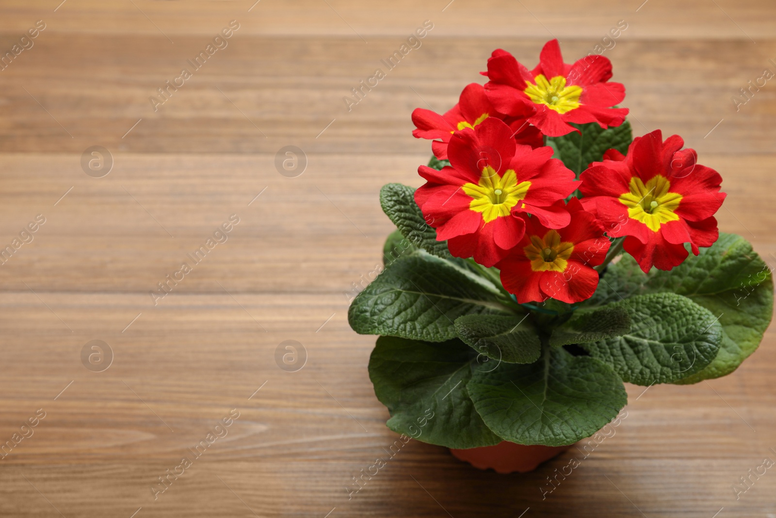 Photo of Beautiful red primula (primrose) flower on wooden background, space for text. Spring blossom