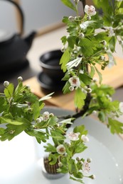 Photo of Stylish ikebana as house decor. Beautiful fresh branch with flowers on blurred background, closeup