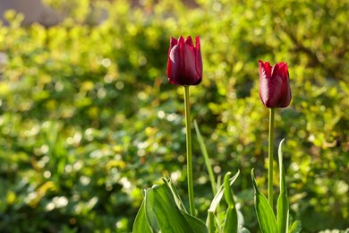 Photo of Beautiful colorful tulips growing in flower bed, space for text