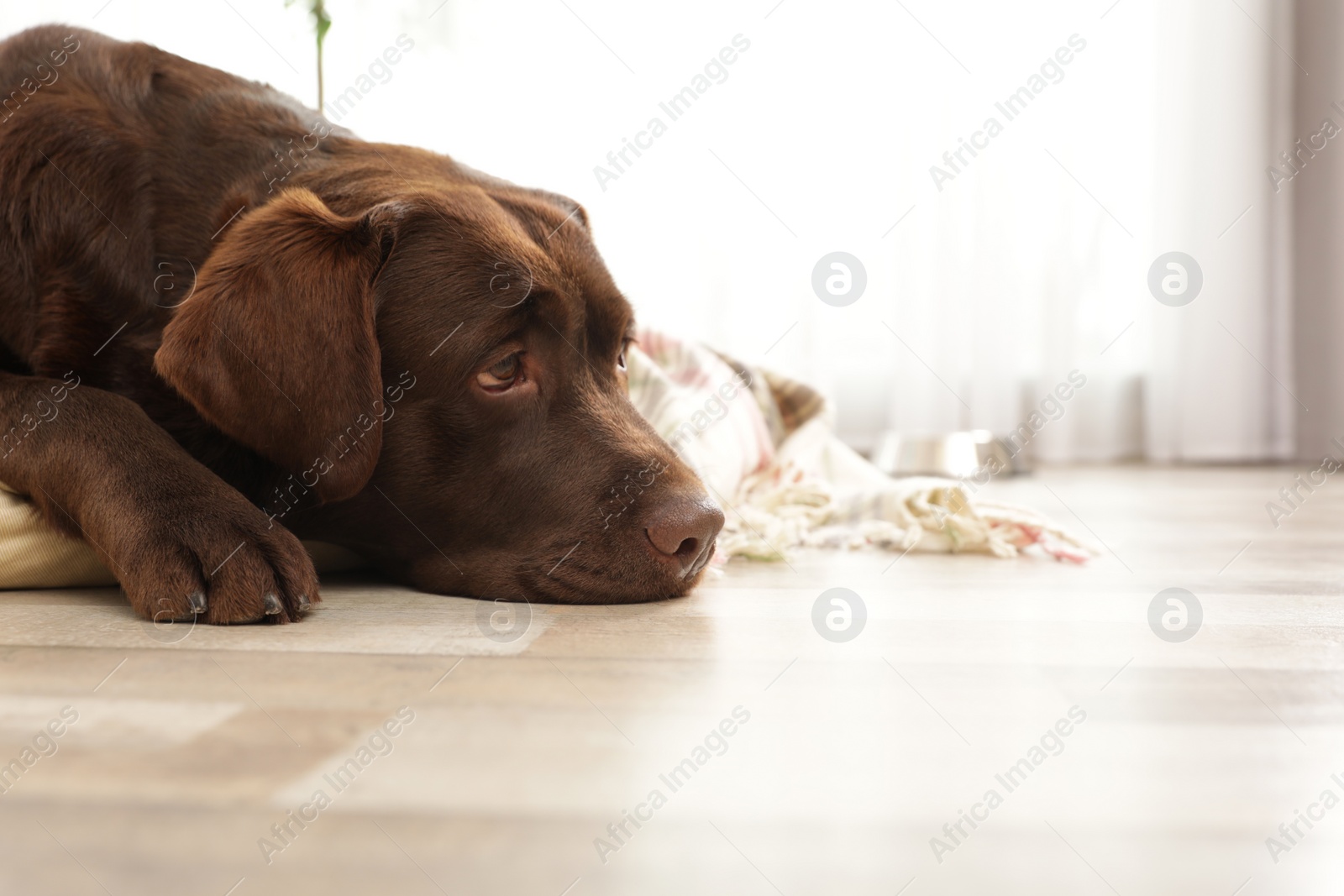 Photo of Chocolate labrador retriever on pet pillow indoors