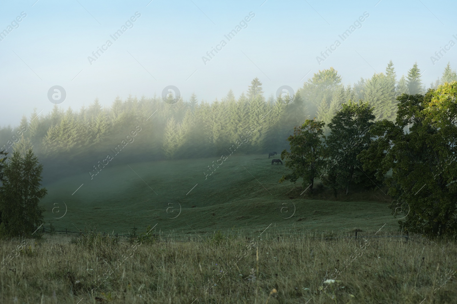 Image of Pasture with grazing horses surrounded by trees in foggy morning