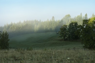 Image of Pasture with grazing horses surrounded by trees in foggy morning