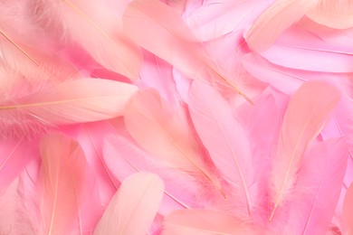 Beautiful pink feathers as background, top view