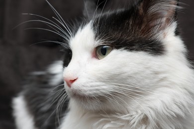 Photo of Closeup view of black and white cat with beautiful eyes