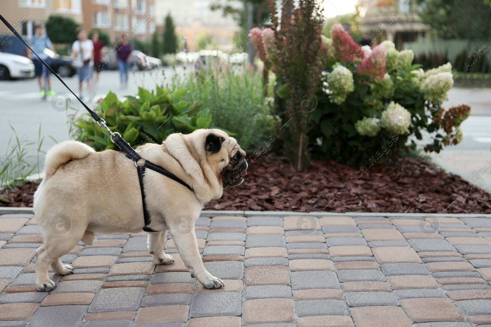 Photo of Cute pug with leash on walkway outdoors. Dog walking
