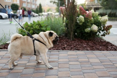 Photo of Cute pug with leash on walkway outdoors. Dog walking