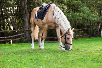 Beautiful palomino horse grazing on green pasture