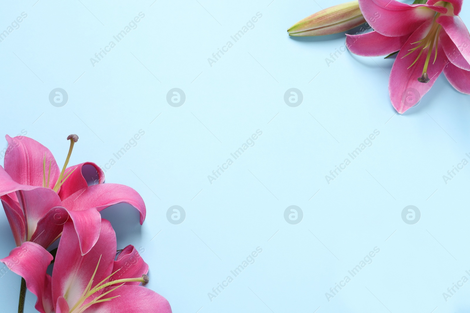 Photo of Beautiful pink lily flowers on light blue background, flat lay. Space for text