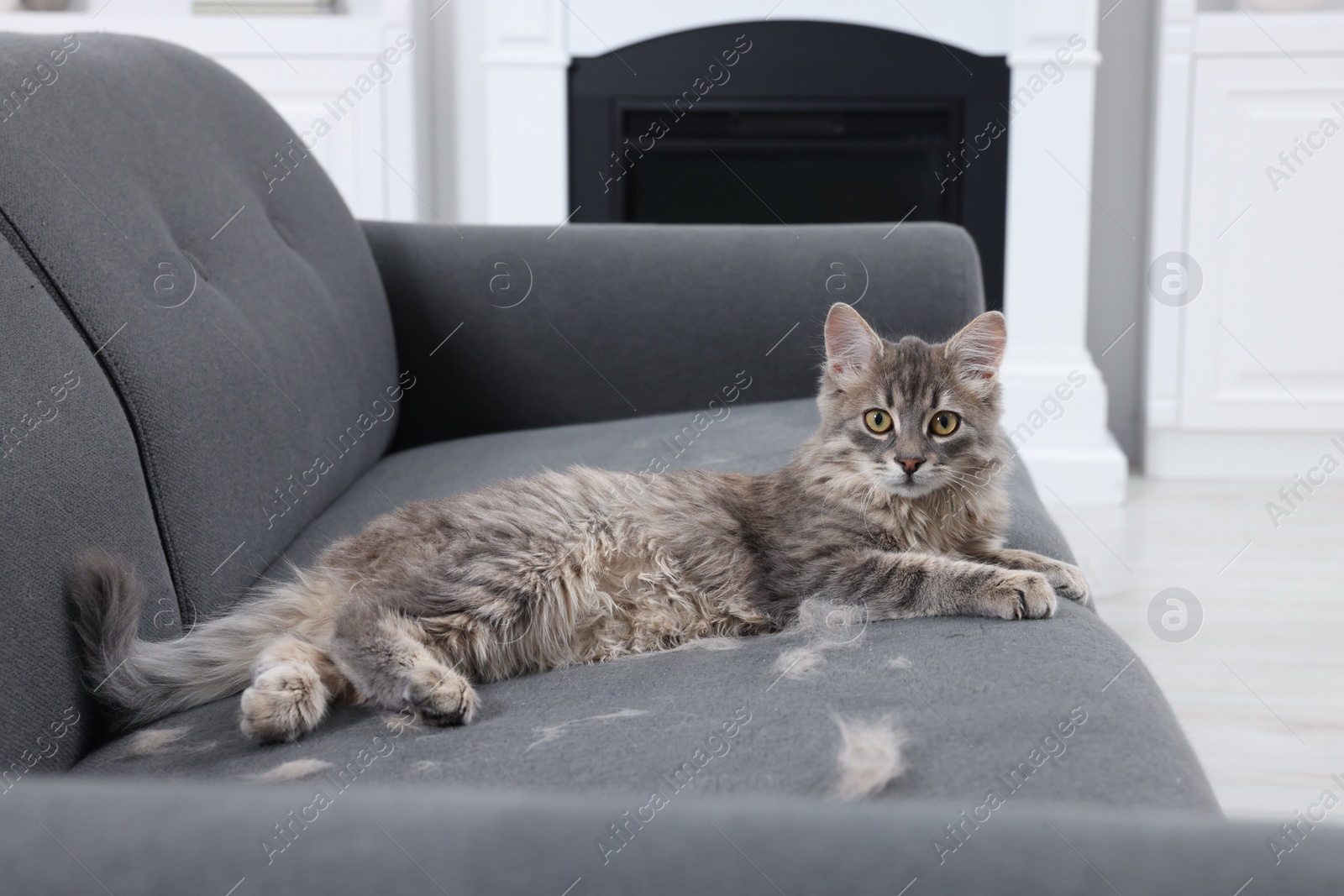 Photo of Cute cat and pet hair on grey sofa indoors