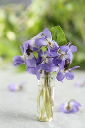 Photo of Beautiful wood violets on white table. Spring flowers