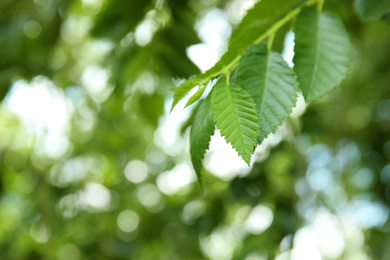 Closeup view of elm tree with fresh young green leaves outdoors on spring day