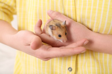 Photo of Woman holding cute little hamster, closeup view