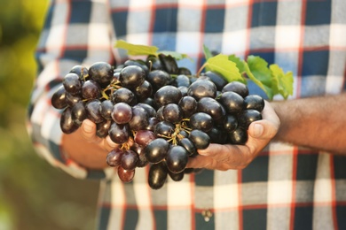 Photo of Man holding bunch of fresh ripe juicy grapes in vineyard, closeup