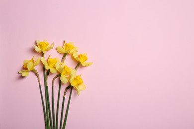 Beautiful yellow daffodils on pink background, flat lay. Space for text