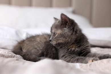 Photo of Cute fluffy kitten lying on soft bed