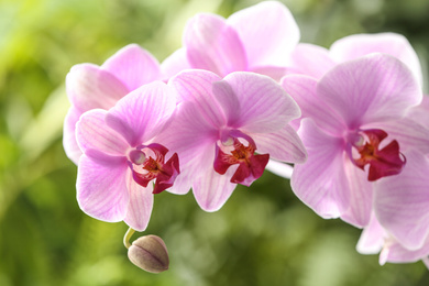 Photo of Branch of beautiful pink Phalaenopsis orchid on blurred background, closeup