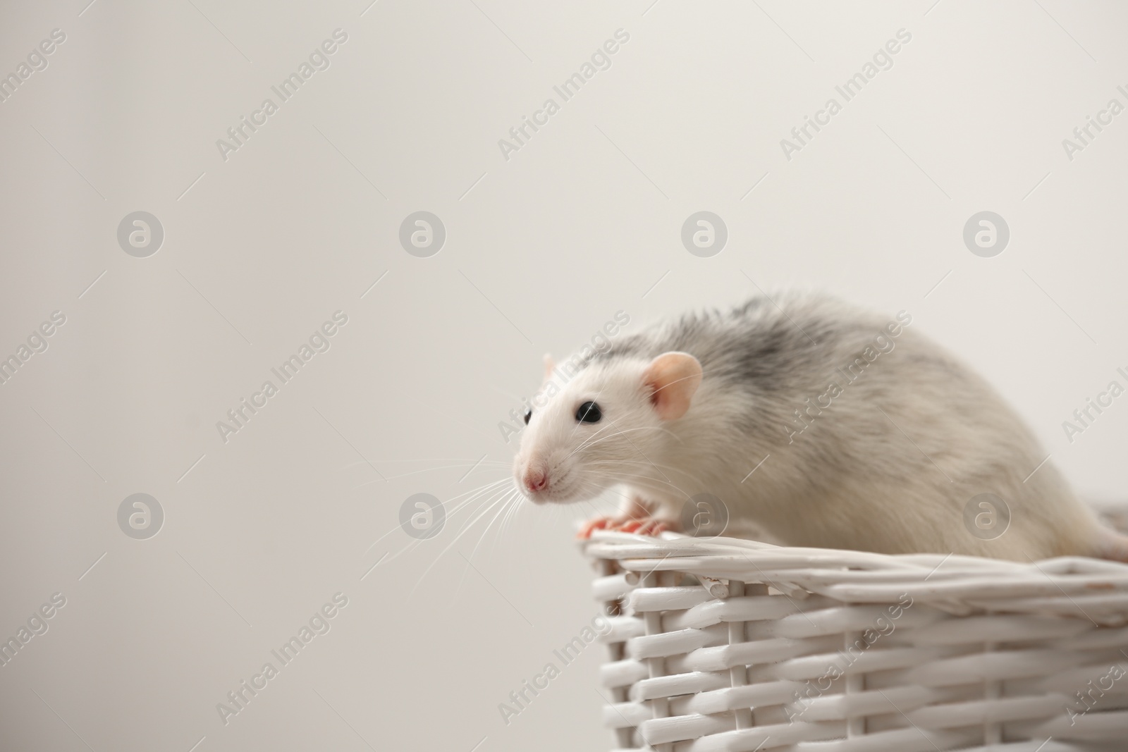 Photo of Cute small rat in basket against light background