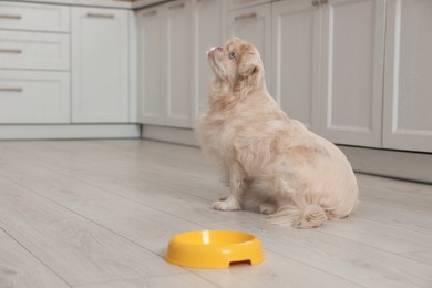 Cute Pekingese dog near pet bowl in kitchen. Space for text