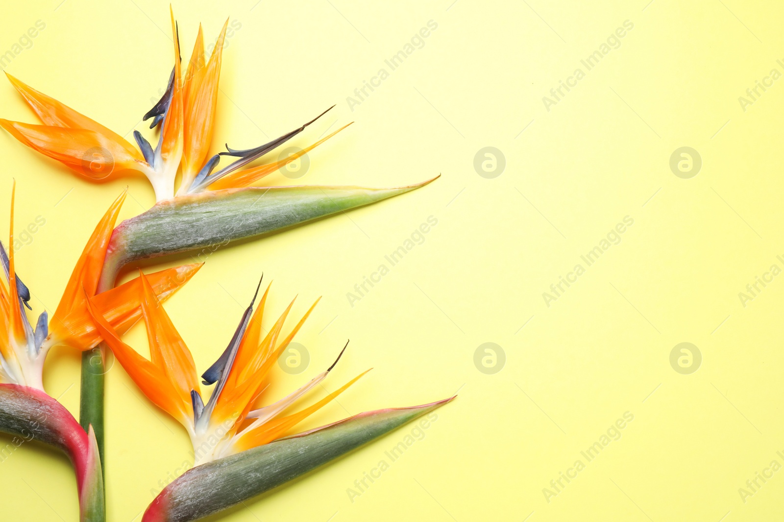 Photo of Flat lay composition with Bird of Paradise tropical flowers on yellow background, space for text