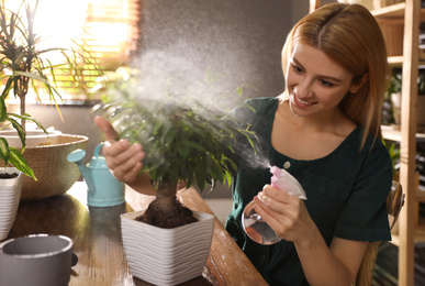 Photo of Young woman spraying ficus plant at home. Engaging hobby