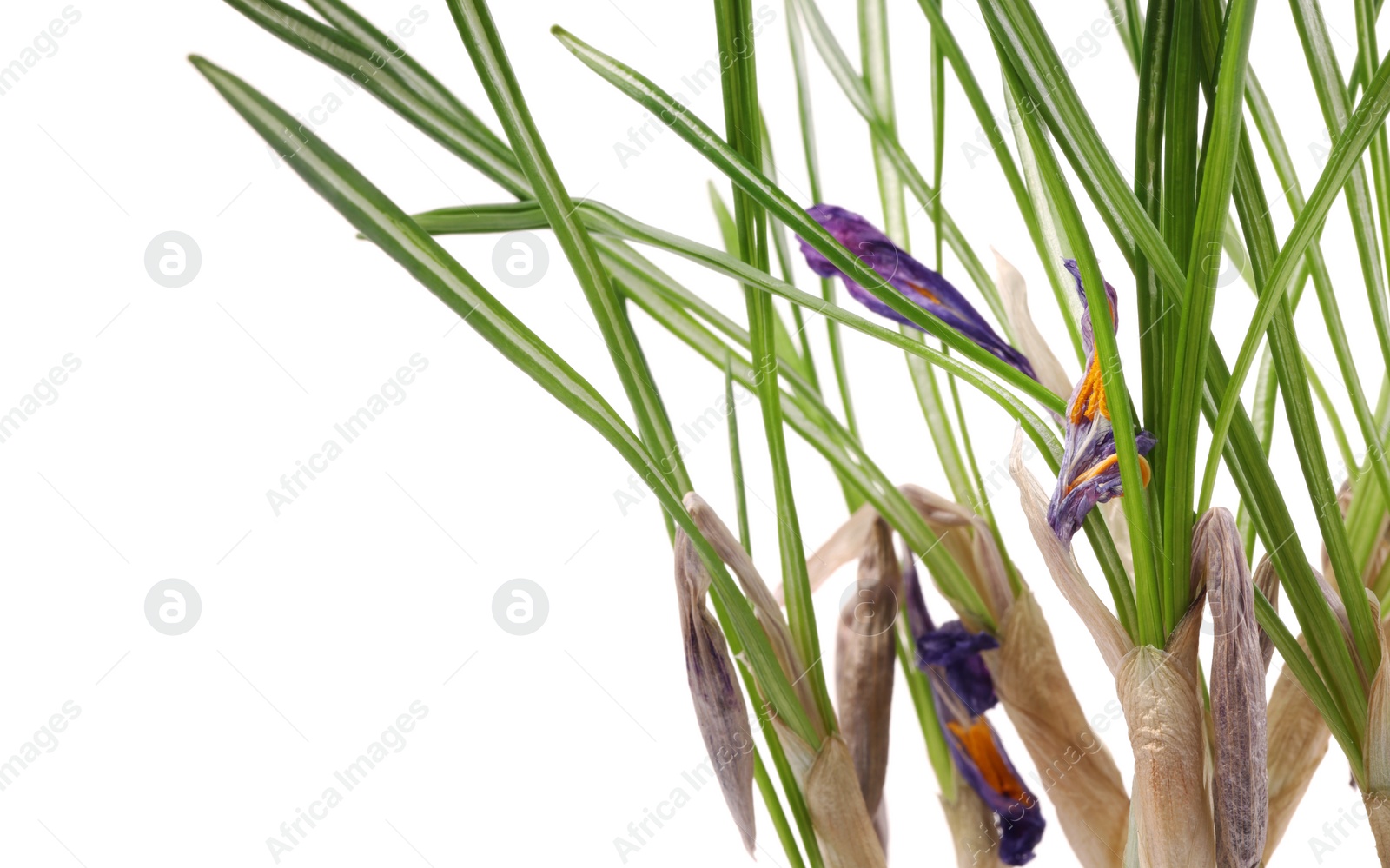 Photo of Houseplant with damaged leaves on white background, closeup