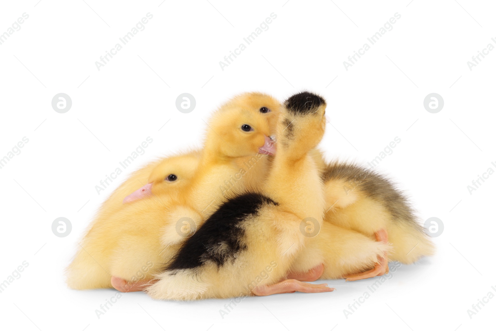 Photo of Baby animals. Cute fluffy ducklings on white background