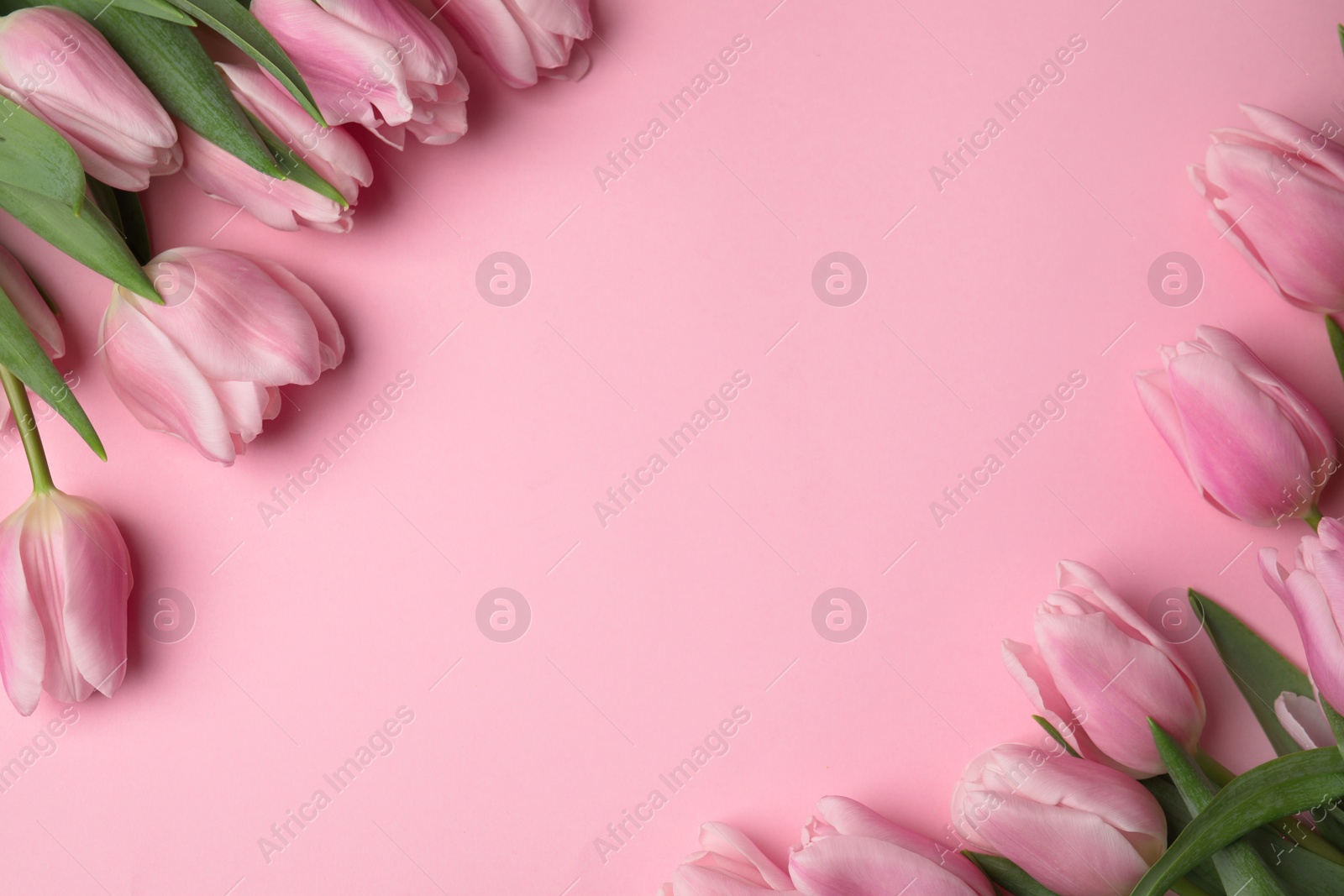 Photo of Beautiful spring tulips on light pink background, flat lay. Space for text