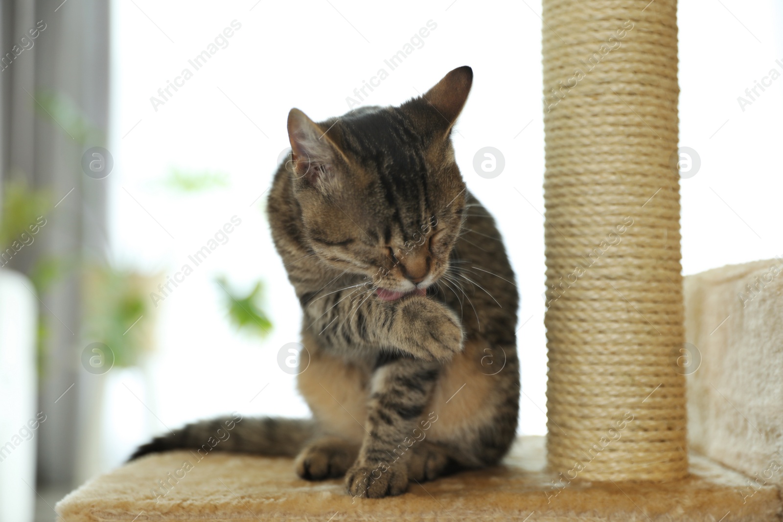 Photo of Cute tabby cat and pet tree at home